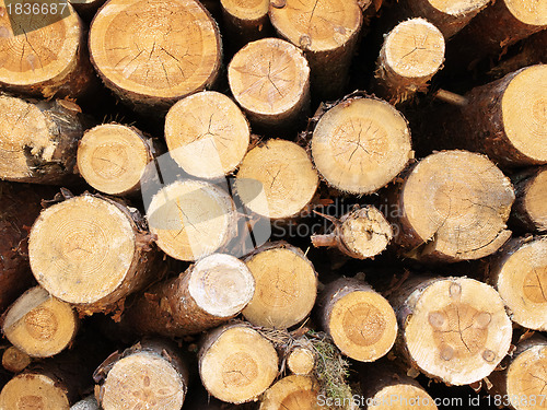 Image of logs in the forest