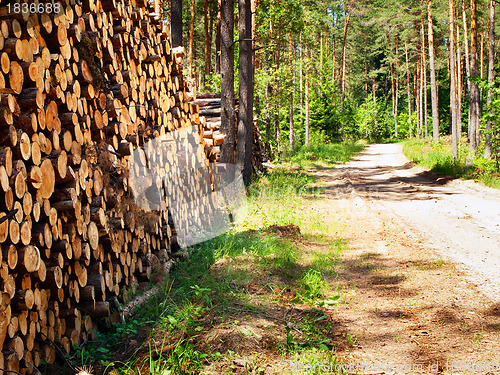 Image of logs in the forest