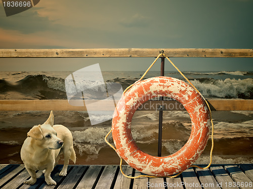 Image of lifebuoy and dog