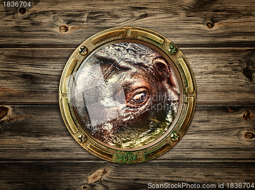 Image of porthole with hippopotamus 