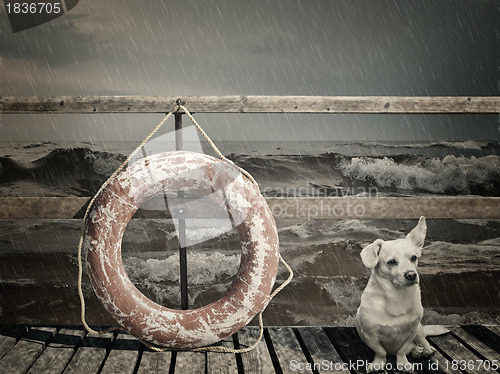 Image of lifebuoy