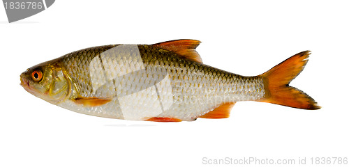 Image of Roach fish after fishing isolated on white 