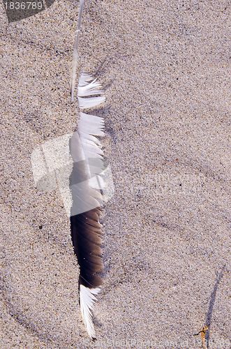 Image of Bird quill in the sand. Natural sea view. 