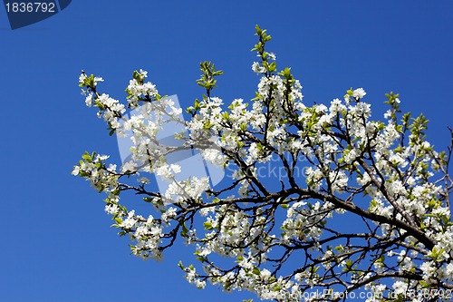 Image of White plum blossom