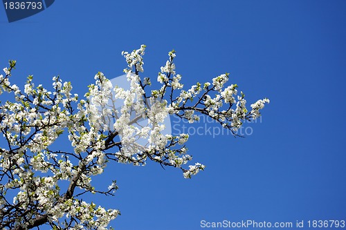 Image of White plum blossom