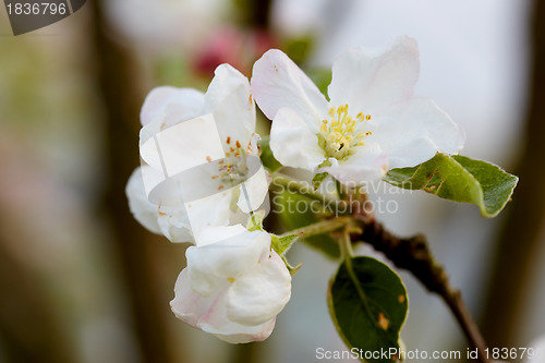 Image of Blossom apple tree