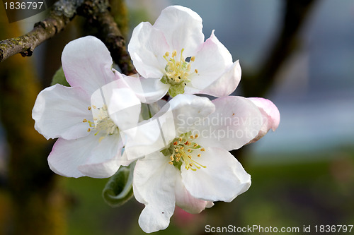 Image of Blossom apple tree