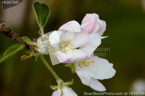 Image of Blossom apple tree