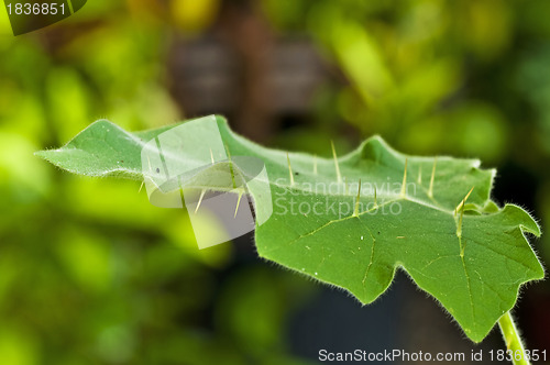 Image of Kantakari,medicine herb of Indian Ayurveda medicine