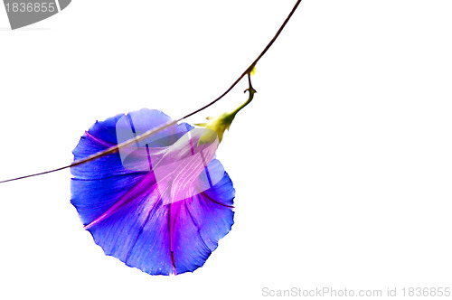 Image of morning glory, drug of the aztekes