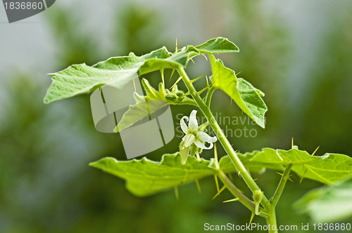 Image of Kantakari,medicine herb of Indian Ayurveda medicine