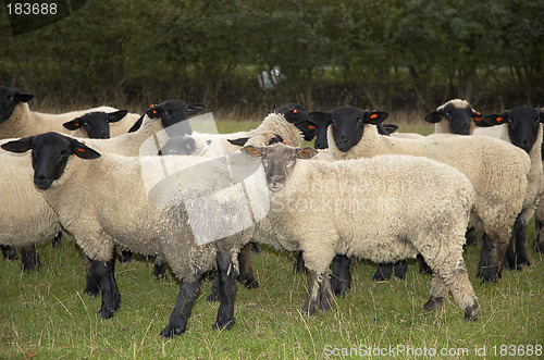 Image of sheep