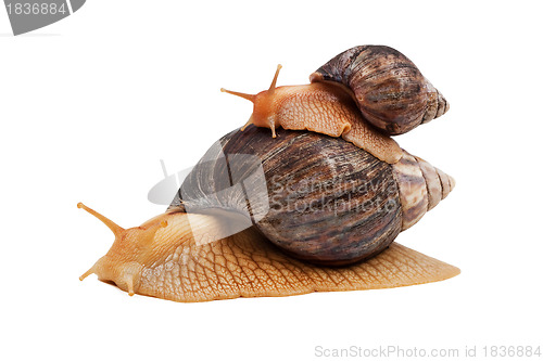 Image of Snails