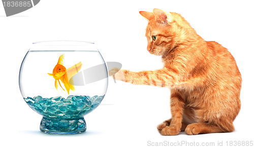 Image of Goldfish and cat