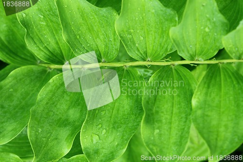 Image of Green plant with rain droplets