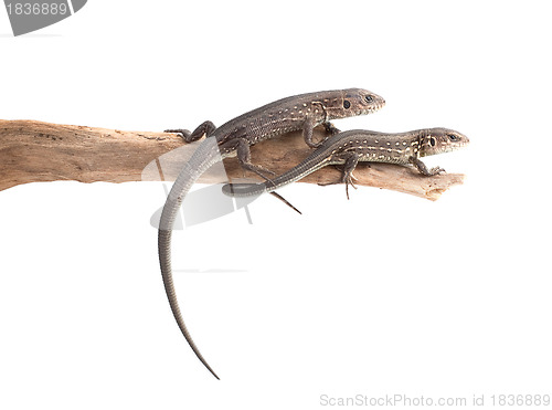 Image of Lizards on a tree
