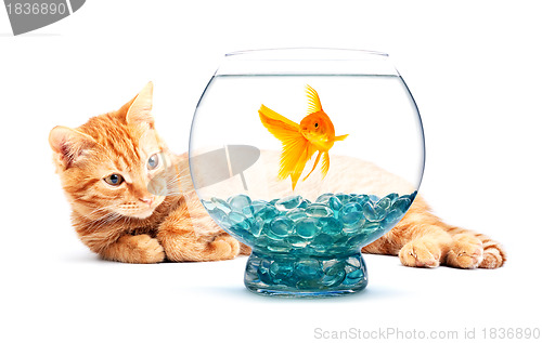 Image of Goldfish and cat