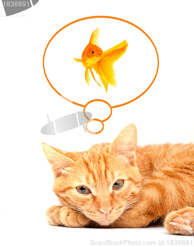 Image of Cat playing with goldfishes isolated on white background
