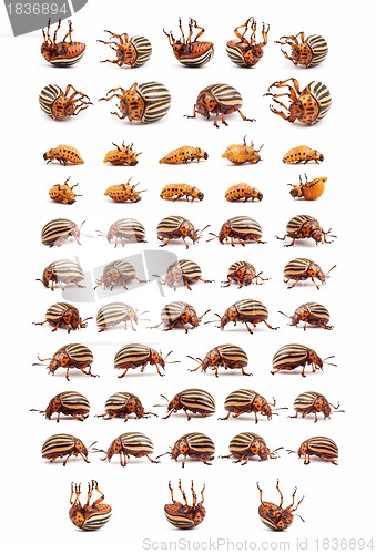 Image of colorado potato beetles