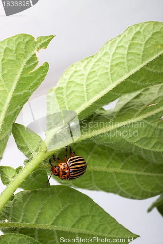 Image of Colorado potato beetle