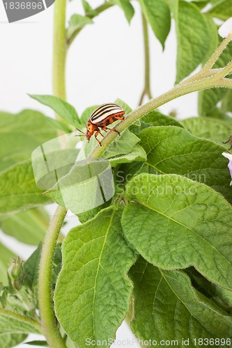 Image of Colorado potato beetle