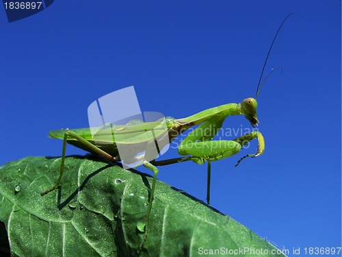 Image of Green mantis