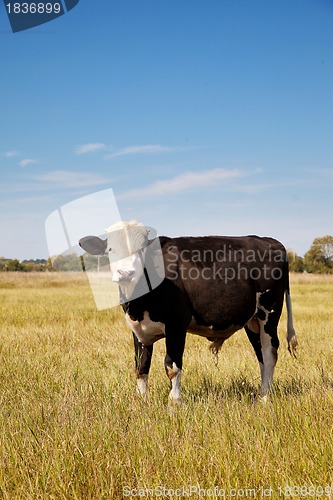 Image of Cow