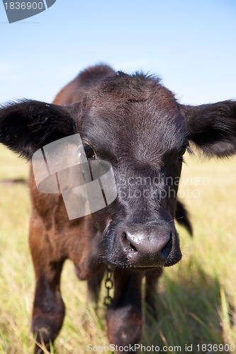 Image of Cow