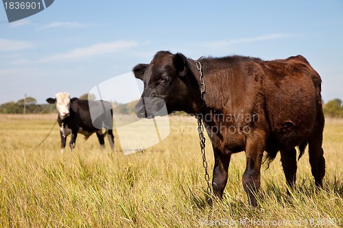 Image of Cows