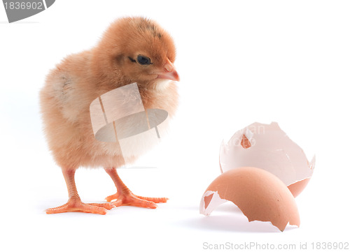 Image of The yellow small chick 