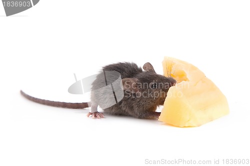 Image of Mouse and cheese