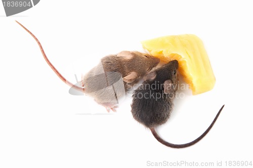 Image of Mice and cheese