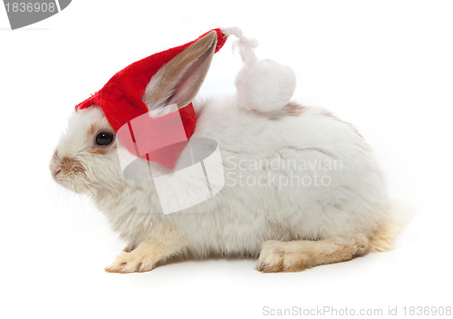 Image of Rabbit and red hat