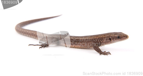 Image of Llizard