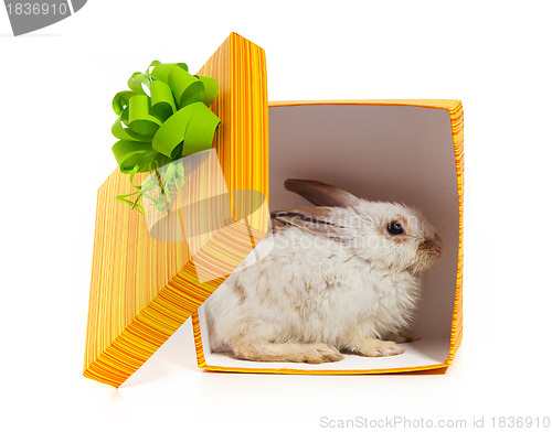 Image of The rabbit in the yellow box