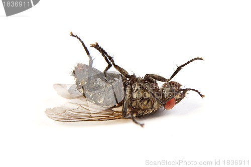 Image of Fly isolated on white. Macro shot of a dead housefly