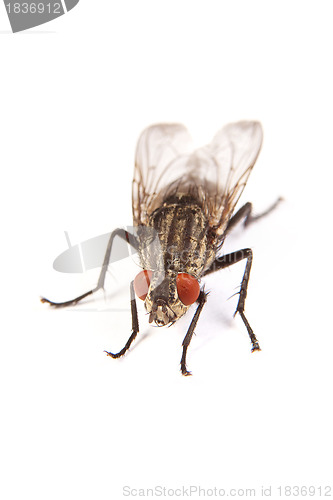 Image of Fly isolated on white. Macro shot of a housefly,