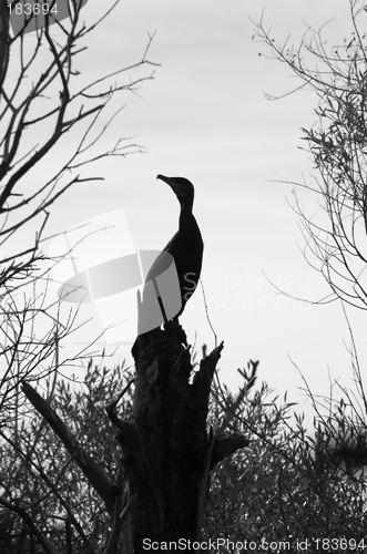 Image of Silhouette of a stork