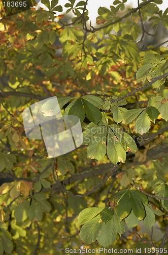 Image of Autumn leaves