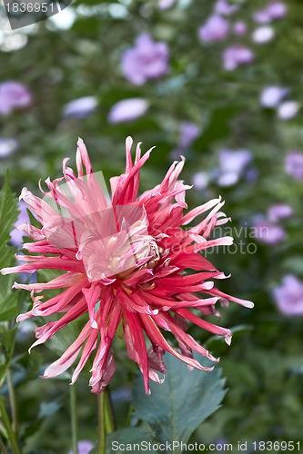 Image of Dahlia flower in flowerbed 