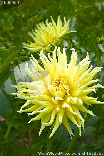 Image of Yellow dahlia flowers