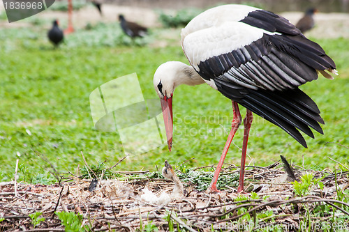 Image of Mother stork feeding its youngs