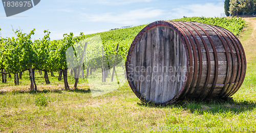 Image of Tuscany wineyard