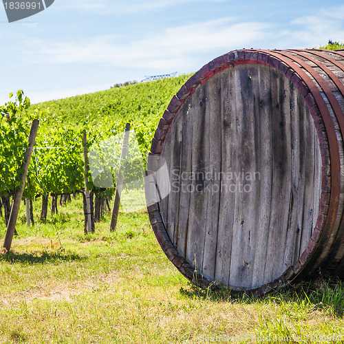 Image of Tuscany wineyard