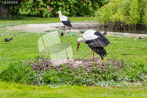 Image of Mother stork feeding its youngs