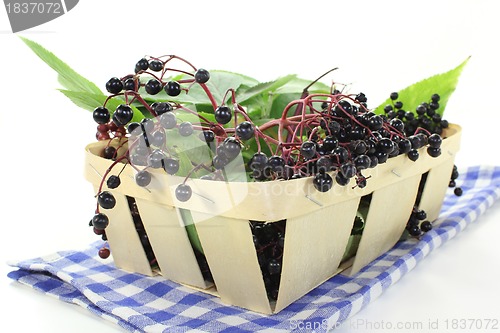 Image of Elderberry