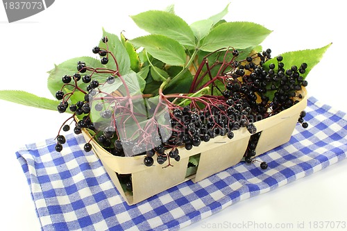 Image of Elderberry