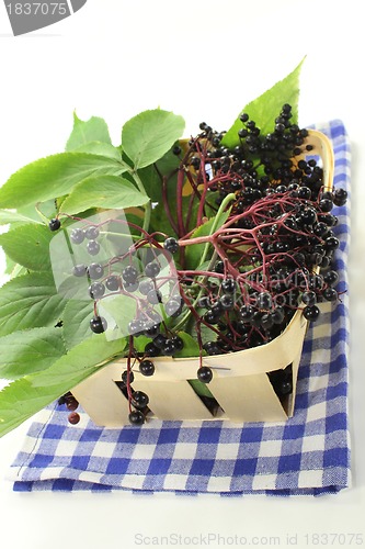 Image of Elderberry