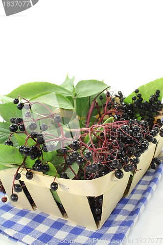 Image of Elderberry