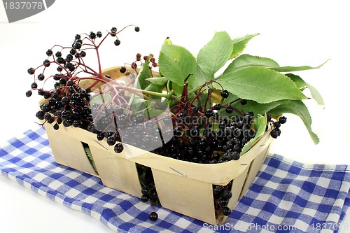 Image of Elderberry